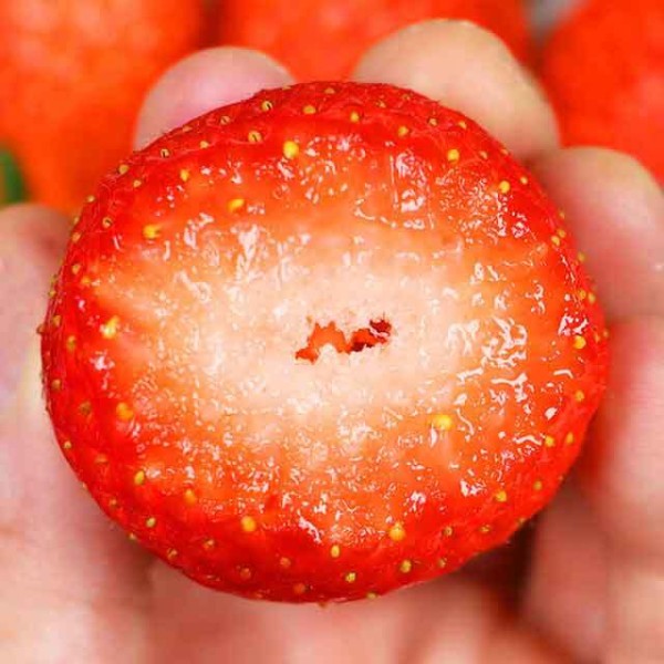 산청 알찬 딸기 실속 1kg (랜덤)