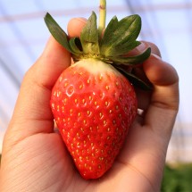 산청 알찬 초이스 딸기 중과 750g (35과)