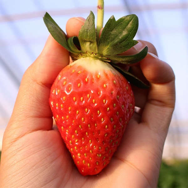 산청 알찬 초이스 딸기 중과 750g (35과)