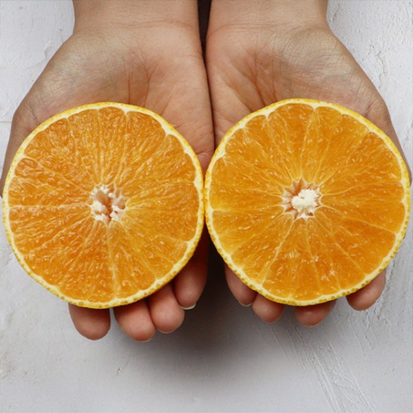 제주 황금향 가정용 3kg 소과