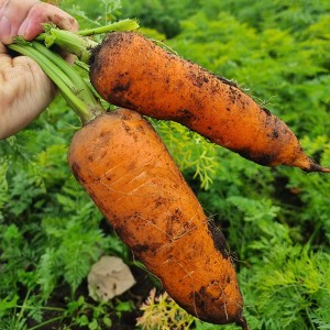 제주 구좌 흙당근 2kg (상-중)