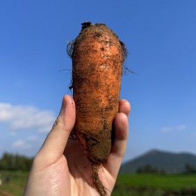 제주도 구좌 흙당근 2kg 중