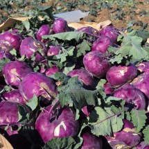 제주도 햇 콜라비 2kg