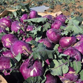 제주도 햇 콜라비 2kg