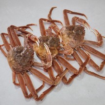 당일바리 국내산 활 대게 3미