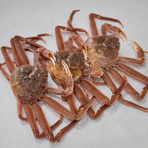 당일바리 국내산 활 대게 3미