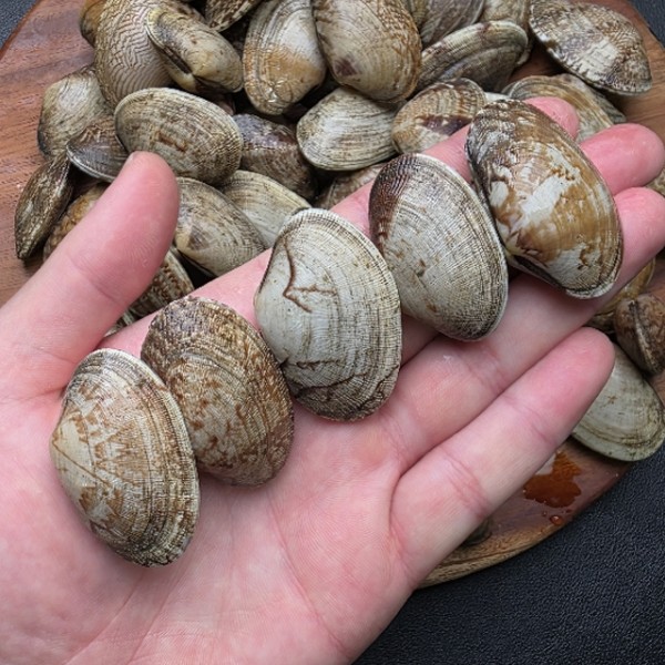 국내산 왕 바지락 해감 1kg