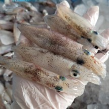 동해안 활 한치 횟감 1kg