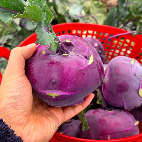 제주 로얄 고당도 햇 콜라비 2.5kg