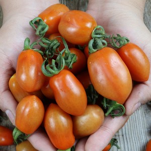 국내산 대추 방울토마토 3kg