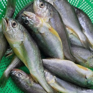 국내산 생물 참조기 1kg