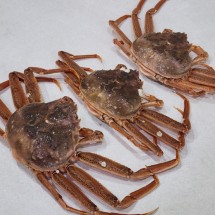 북해도 활 암대게 빵게 암컷대게 1kg