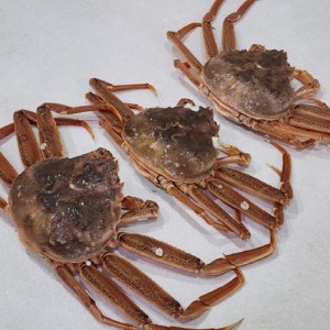 북해도 활 암대게 빵게 암컷대게 1kg