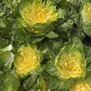 제철 봄동 배추 5kg