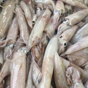 국내산 급냉 한치 1kg