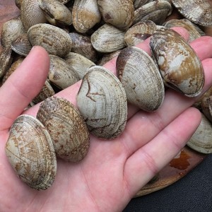 국내산 통통 왕바지락 1kg