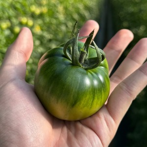 단짠단짠 짭짤이 대저 토마토 2.5kg S