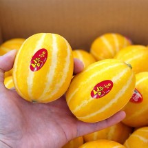 경북 성주 초미니 콩알 참외 1.5kg