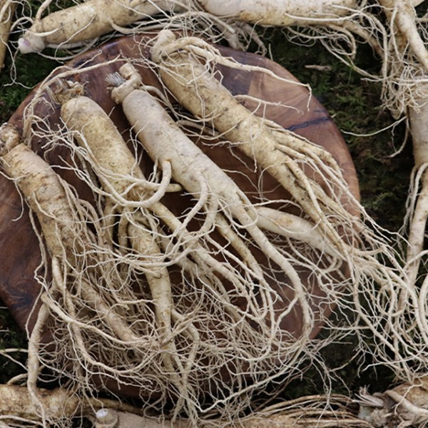 강화도 인삼 특대수삼 선물세트 한채반 (10-12뿌리)