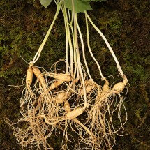 찐또배기 5-6년근 산양산삼 12-25뿌리