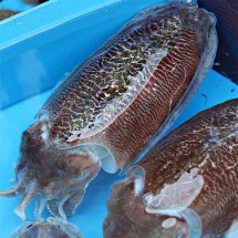 25년 남해안 갑오징어 1kg (3~7미)